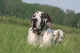 DOGUE ALLEMAND 573